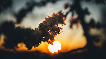Flowers, Sunset, Cherry, Sun, Branch HD wallpaper