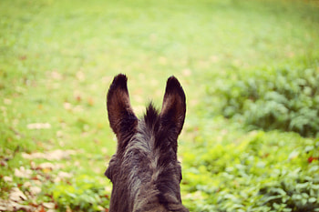 Animals, Blur, Smooth, Ears, Wool, Donkey HD wallpaper