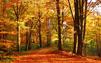 Autumn forest, walk, serenity, quiet, season, trees, autumn, road, calm, path, fall, beautiful, carpet, falling, pretty, branches, nature, forest HD wallpaper