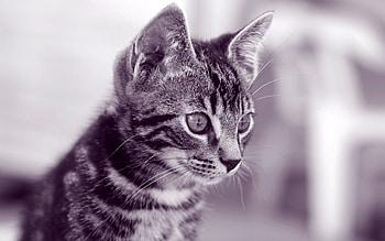 Animals, Kitty, Kitten, Muzzle, Striped, Sight, Opinion HD wallpaper