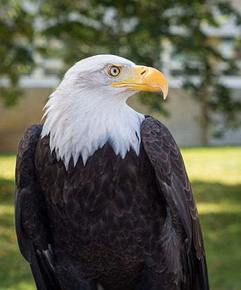 Bald Eagle, , Majestic bird, Jooinn website HD phone wallpaper