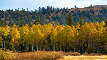 Autumn colors in the Sierra Nevada of California, trees, landscape, forest, fall, usa HD wallpaper