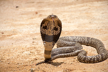 Cobra vs monitor lizard, Epic animal battle, Wildlife action captured, Intriguing visuals HD wallpaper