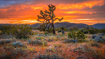 Joshua Tree National Park, California, sunset, hills, colors, clouds, landscape, sky, usa HD wallpaper
