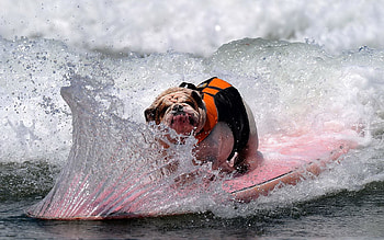 Animals, Dog, Spray, Wave, Board, Bulldog HD wallpaper
