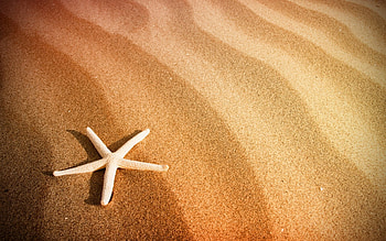 Starfish, Animals, Beach HD wallpaper