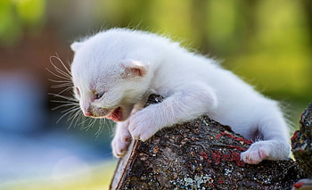 Help!, kitten, feline, white, tree HD wallpaper