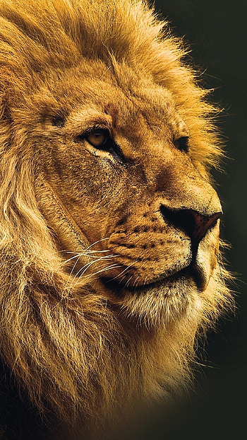 Barbary lion, Wild Animals HD phone wallpaper