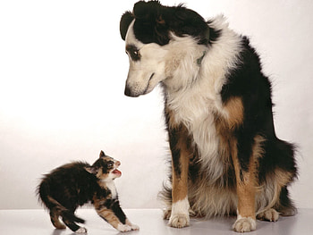 Animals, Kitty, Kitten, Aggression, Dog, Fright HD wallpaper