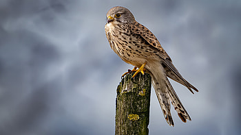 Falcon , eagle, birds HD wallpaper