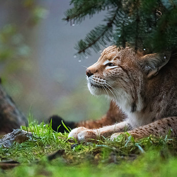 Eurasian lynx, Silent predator, Camouflaged hideout, Nature's camouflage HD phone wallpaper