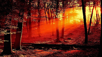 Sunset Look of Trees in Jungle, trees, nature, jungle, forest, sunset HD wallpaper