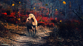 Horse New, horse, animals HD wallpaper