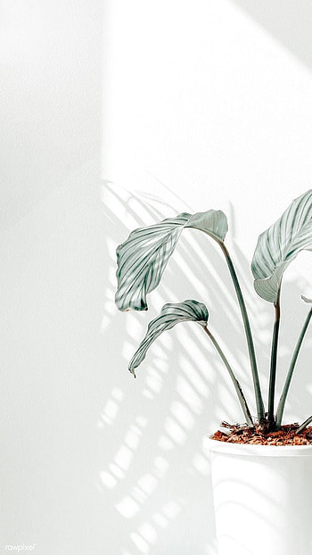 White, art, terrestrial_plant HD phone wallpaper
