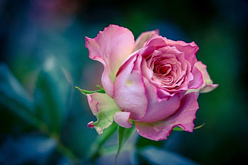Rose, Bud, Pink, Flower HD wallpaper
