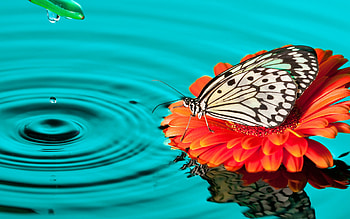 Butterfly Drops, butterfly, drops, nature HD wallpaper
