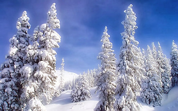 Winter White, blue, winter, white, shadow, cold, country, snow, group, trees, nature, sky, living, forest HD wallpaper
