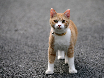 Animals, Cats HD wallpaper