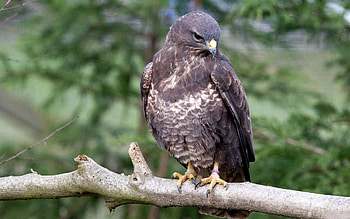 Animals, Bird, Sit, Beak, Branch, Predator, Eagle HD wallpaper
