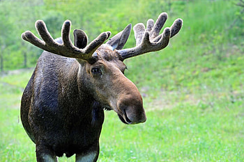 The Canadian moose, National symbol, Wildlife encyclopedia, Mighty creature HD wallpaper