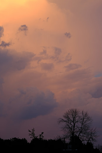 Nature, Trees, Sky, Twilight, Bush, Dusk HD phone wallpaper