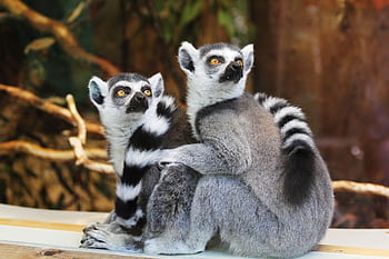 Two cute ring-tailed lemurs sitting together in an outdoor natural setting. HD wallpaper