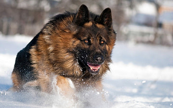 German shepard, dog, winter, snow HD wallpaper
