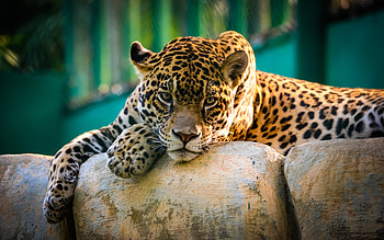 Jaguar, prdator, relaxed, wildcat, zoo HD wallpaper