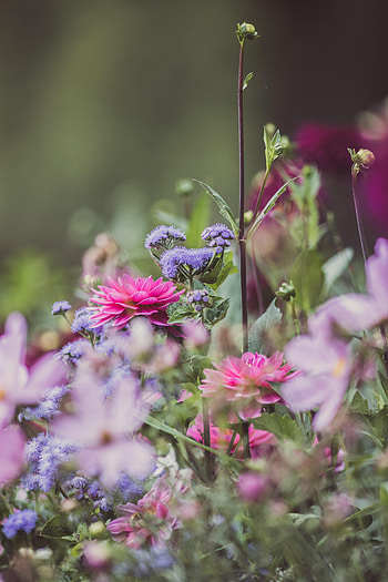 Flowers, Bloom, Flowering, Dahlias, Garden HD phone wallpaper