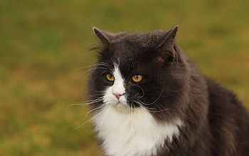Animals, Cat, Fluffy, Muzzle, Sight, Opinion, Thick, Fat, Anger, Dissatisfied, Discontented HD wallpaper