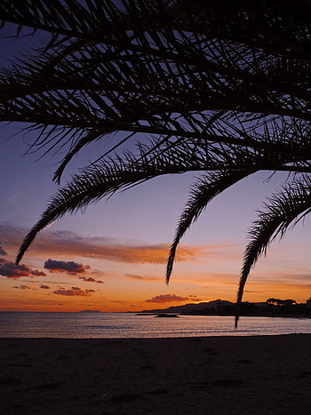 Nature, Beach, Dark, Palm, Branches HD phone wallpaper