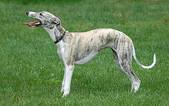 Whippet dog, Elegantly graceful, Speed and agility, Beautiful breed HD wallpaper
