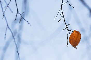 Macro, Brown, Branch, Leaflet HD wallpaper