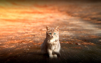 Animals, Sit, Cat, Kitty, Kitten, Nice, Sweetheart HD wallpaper