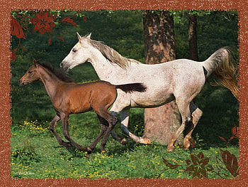 on the run, horses, running HD wallpaper