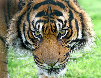 One Scary Tiger, big cats, bengal, scary, tiger, siberian tiger, hunting HD wallpaper