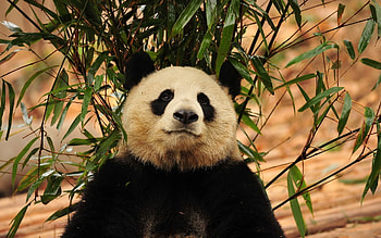 Animals, Grass, Leaves, Branch, Panda HD wallpaper