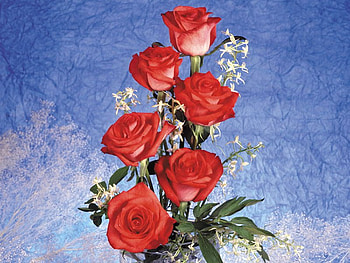 Red roses, rose, flower, red, nature, petal HD wallpaper