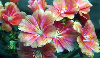 Beautiful Flowers, flowers, pretty, close up, petals HD wallpaper