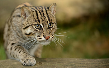Animals, Sight, Opinion, Wild, Fishing Cat, Fish Cat, Civet Cat, Viver Cat, Fish Asian Cat HD wallpaper