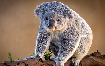 Koala characteristics, Australian wildlife, Unique representatives, Living world wonders HD wallpaper