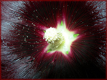 flower, nature, flowers HD wallpaper
