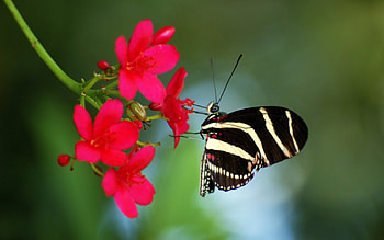 Little Wing, nature, butterfly, flower HD wallpaper