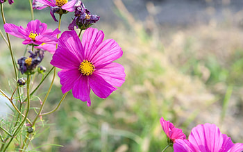 Flowers, Grass, Pink, Macro, Petals HD wallpaper
