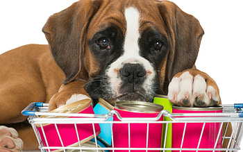 Puppy, animal, dog, pink, face, funny, paw, caine HD wallpaper