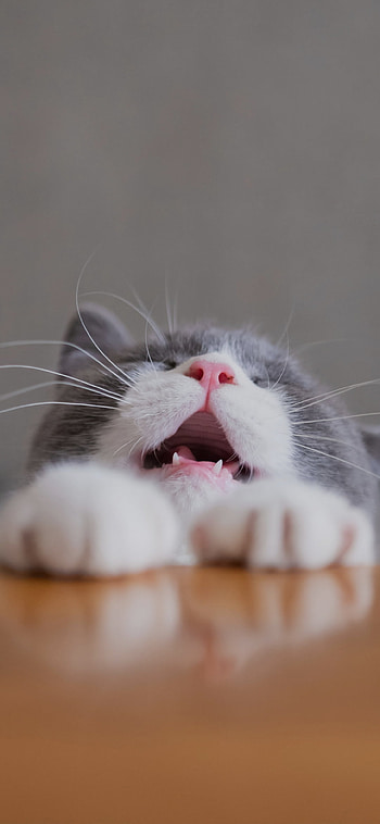 cat, whiskers, felidae HD phone wallpaper