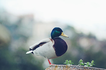 Animals, Bird, Duck, Mallard HD wallpaper