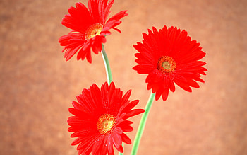 Red daisy art, still life, bouquet, pretty, daisy, flower, red, nature HD wallpaper
