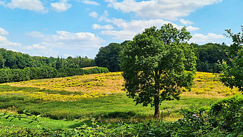 Summer fields, landscape, trees, clouds, sky HD wallpaper
