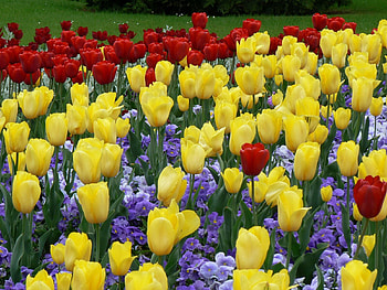 Flowers, Tulips, Park, Beauty, Flower Bed, Flowerbed, Lawn HD wallpaper